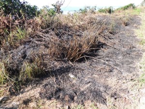 Queimada destrói parte da vegetação beira-mar no balneário Paese