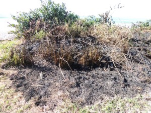 Queimada destrói parte da vegetação beira-mar no balneário Paese