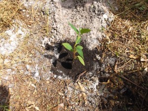 Campanha de Mudas 2015 de Itapoá