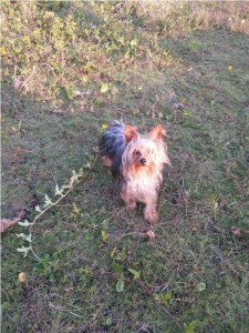 Cão da raça yorkshire furtado no balneário Brasília em Itapoá