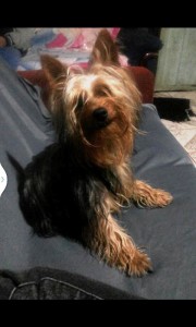 Cão da raça yorkshire furtado no balneário Brasília em Itapoá