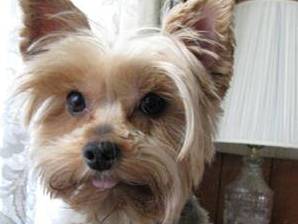 Família procura por pequeno cao desaparecido nesta quinta-feira (03-09) - Capa