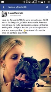 Família procura cão da raça bulldog francês desaparecido em Itapoá