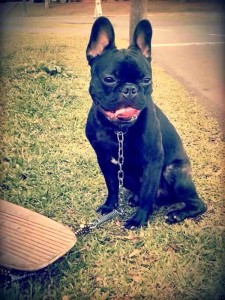 Família procura cão da raça bulldog francês desaparecido em Itapoá