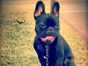 Família procura cão da raça bulldog francês desaparecido em Itapoá