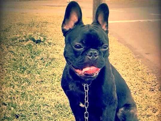 Família procura cão da raça bulldog francês desaparecido em Itapoá