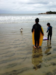 Univille monitora praias da regiao para o registro de animais marinhos vivos ou mortos 1