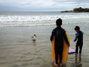 Univille monitora praias da regiao para o registro de animais marinhos vivos ou mortos 1 Capa