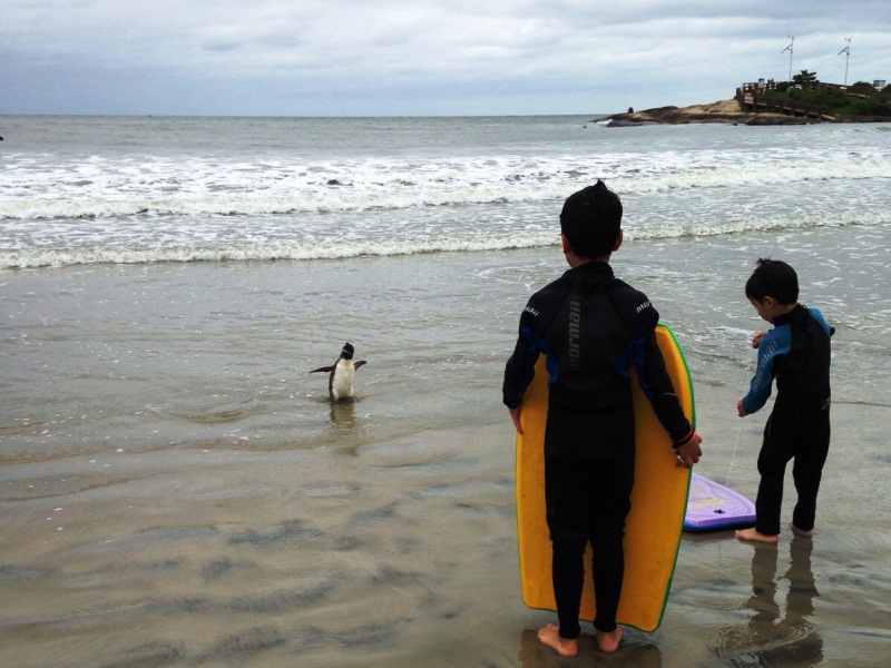 Univille monitora praias da regiao para o registro de animais marinhos vivos ou mortos 1 Capa