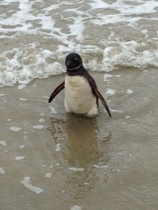 Univille monitora praias da regiao para o registro de animais marinhos vivos ou mortos 2