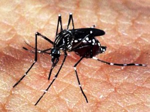 aedes_dengue_zika