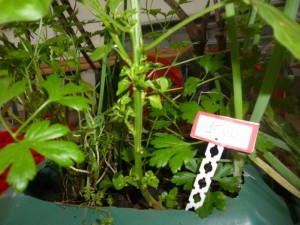 resized_Feira Livre de Itapoa 03