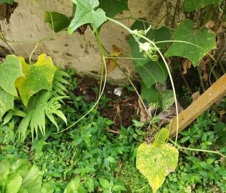 pm-encaminha-idoso-a-delegacia-apos-desentendimento-entre-vizinhos-05-450x800