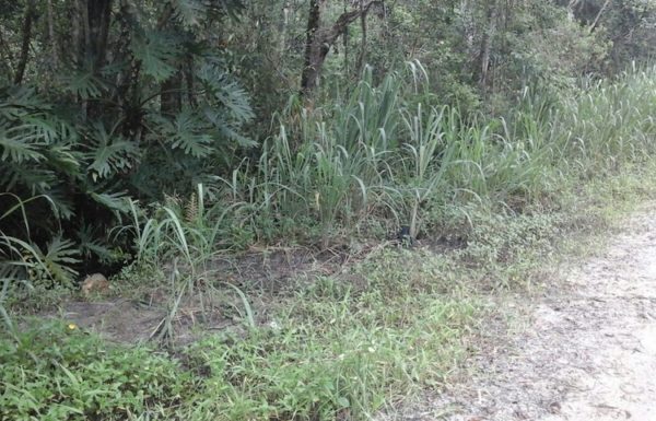 Corpo de homem encontrado no balneario Bamerindus