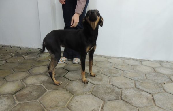 Comunidade debate situacao dos animais de rua em Itapoa 06