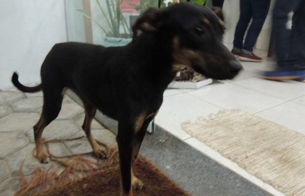 Comunidade debate situacao dos animais de rua em Itapoa 07