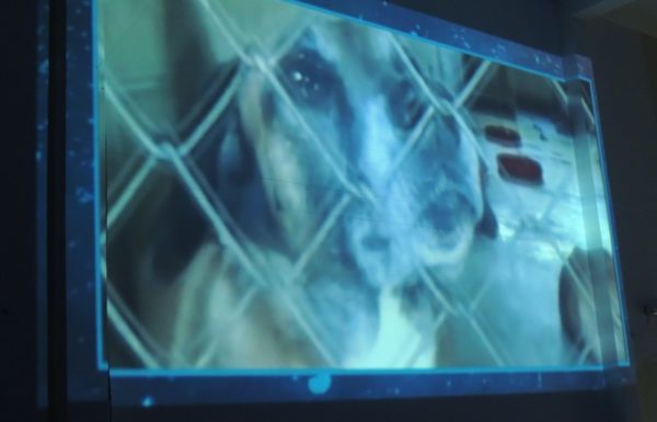 Comunidade debate situacao dos animais de rua em Itapoa 13