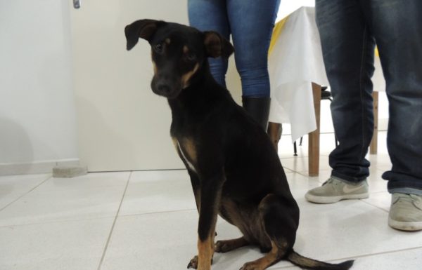 Comunidade debate situacao dos animais de rua em Itapoa 26