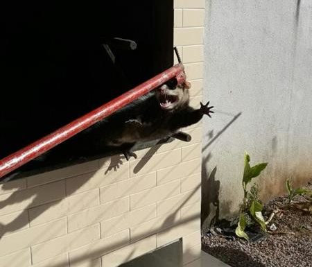 Raposa resgatada pelos bombeiros de Itapoa dentro de churrasqueira de residencia 2