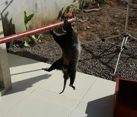 Raposa resgatada pelos bombeiros de Itapoa dentro de churrasqueira de residencia 4