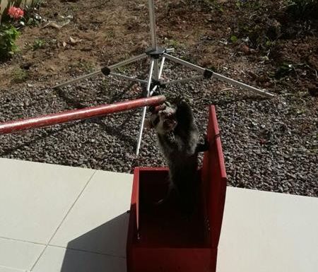 Raposa resgatada pelos bombeiros de Itapoa dentro de churrasqueira de residencia 5