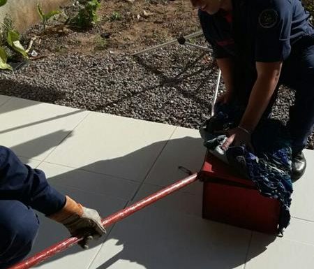 Raposa resgatada pelos bombeiros de Itapoa dentro de churrasqueira de residencia 7