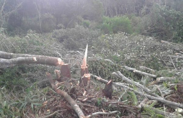 Policia Militar de Itapoa atende ocorrencia de desmatamento irregular no Pontal 1