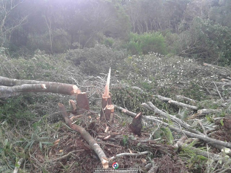 Policia Militar de Itapoa atende ocorrencia de desmatamento irregular no Pontal 1