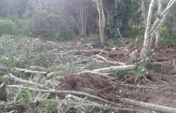Policia Militar de Itapoa atende ocorrencia de desmatamento irregular no Pontal 2