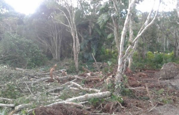 Policia Militar de Itapoa atende ocorrencia de desmatamento irregular no Pontal 3