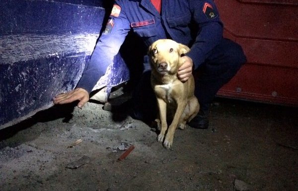 bombeiros de itapoa resgatam cao em perigo na noite desse sabado dia 19 de agosto 05