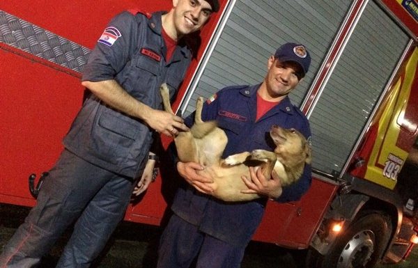 bombeiros de itapoa resgatam cao em perigo na noite desse sabado dia 19 de agosto 06