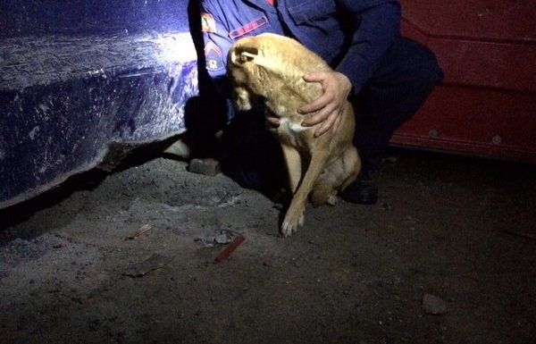 bombeiros de itapoa resgatam cao em perigo na noite desse sabado dia 19 de agosto 07