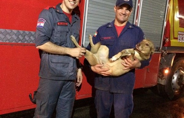 bombeiros de itapoa resgatam cao em perigo na noite desse sabado dia 19 de agosto 09