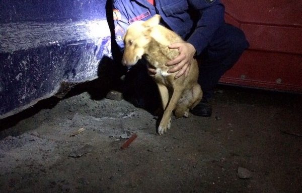 bombeiros de itapoa resgatam cao em perigo na noite desse sabado dia 19 de agosto 11