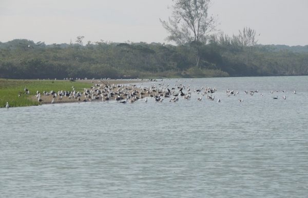 assoreamento do rio sai mirim continua preocupando comunidade pesqueira da barra 5