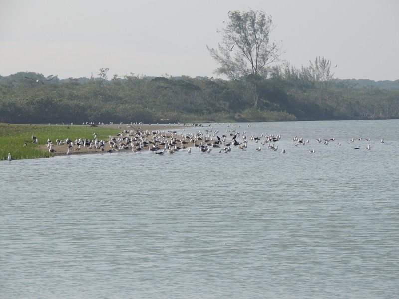 assoreamento do rio sai mirim continua preocupando comunidade pesqueira da barra 5
