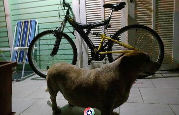 Homem e preso pela PM apos cao de estimacao alertar sobre furto a residencia 2