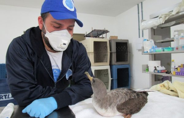 bobo-grande-e-vet-da-univille-pmp-bs-durante-atendimento