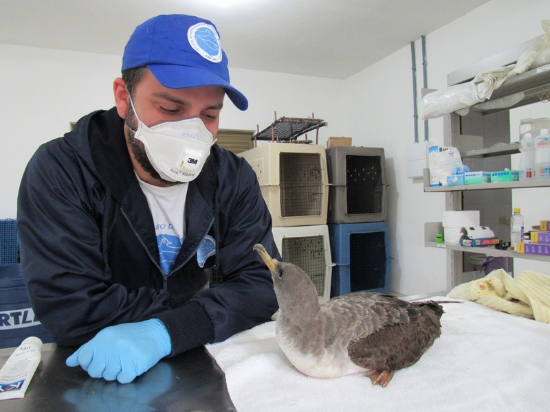 bobo-grande-e-vet-da-univille-pmp-bs-durante-atendimento