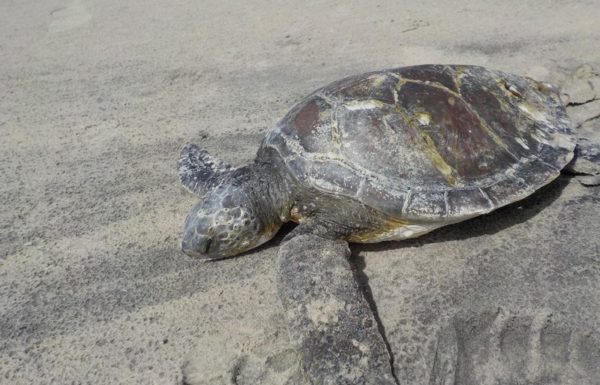Estudo realizado em SC analisa lixo encontrado no sistema digestivo de animais marinhos 1