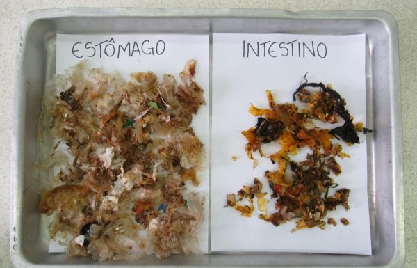 Estudo realizado em SC analisa lixo encontrado no sistema digestivo de animais marinhos 2