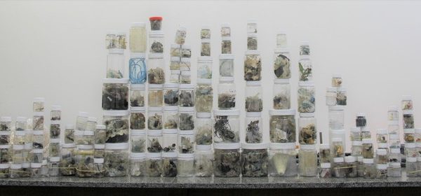 Estudo realizado em SC analisa lixo encontrado no sistema digestivo de animais marinhos 3