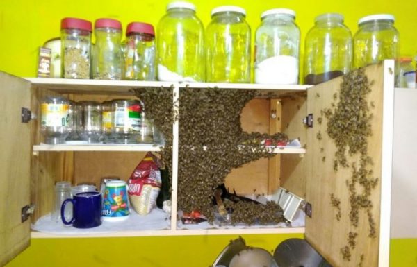 Moradora de Garuva tem armario invadido por abelhas
