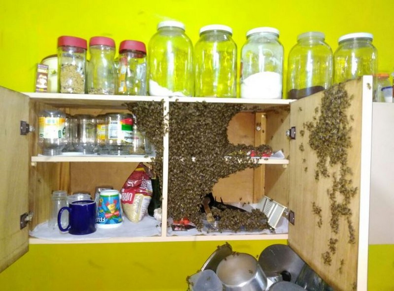 Moradora de Garuva tem armario invadido por abelhas