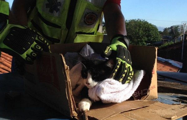 Bombeiros de Itapoa resgatam gata que se acidentou em vergalhao de construcao 01