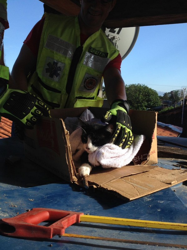 Bombeiros de Itapoa resgatam gata que se acidentou em vergalhao de construcao 01