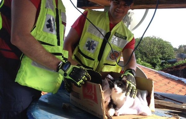 Bombeiros de Itapoa resgatam gata que se acidentou em vergalhao de construcao 02