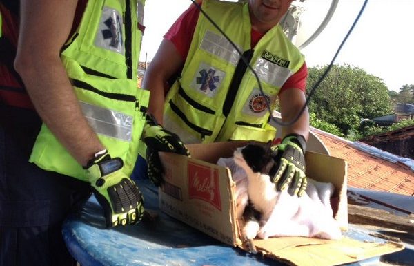 Bombeiros de Itapoa resgatam gata que se acidentou em vergalhao de construcao 03