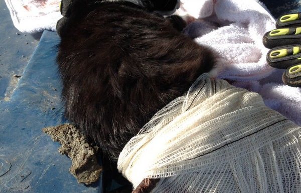 Bombeiros de Itapoa resgatam gata que se acidentou em vergalhao de construcao 06